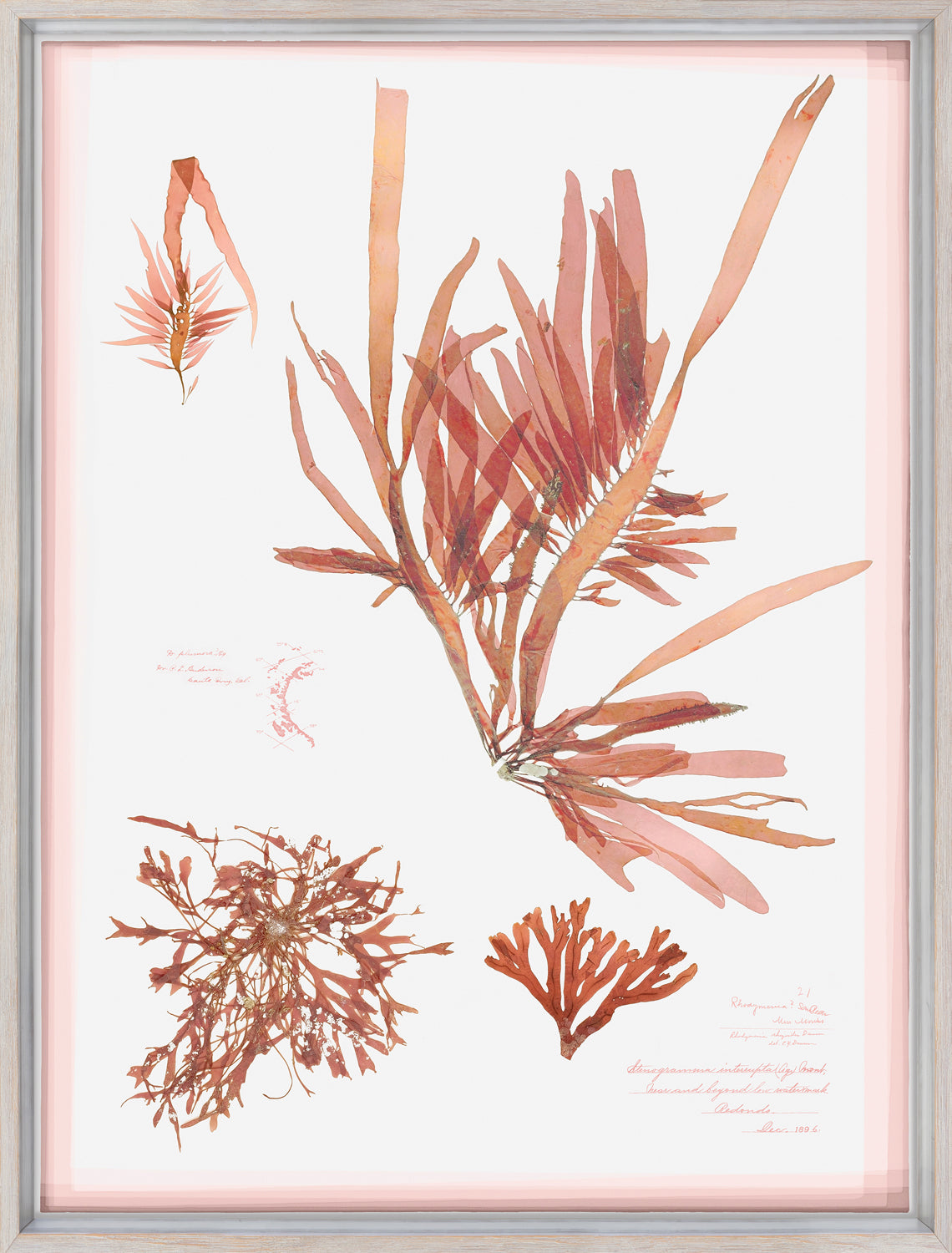 Coral Pressings II wall art featuring pressed coral in shades of coral and pink on a white background.