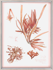 19 × 25 po – Sous Verre