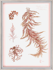19 × 25 po – Sous verre