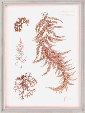 Coral Pressings III wall art featuring various coral illustrations in pink and gold tones.