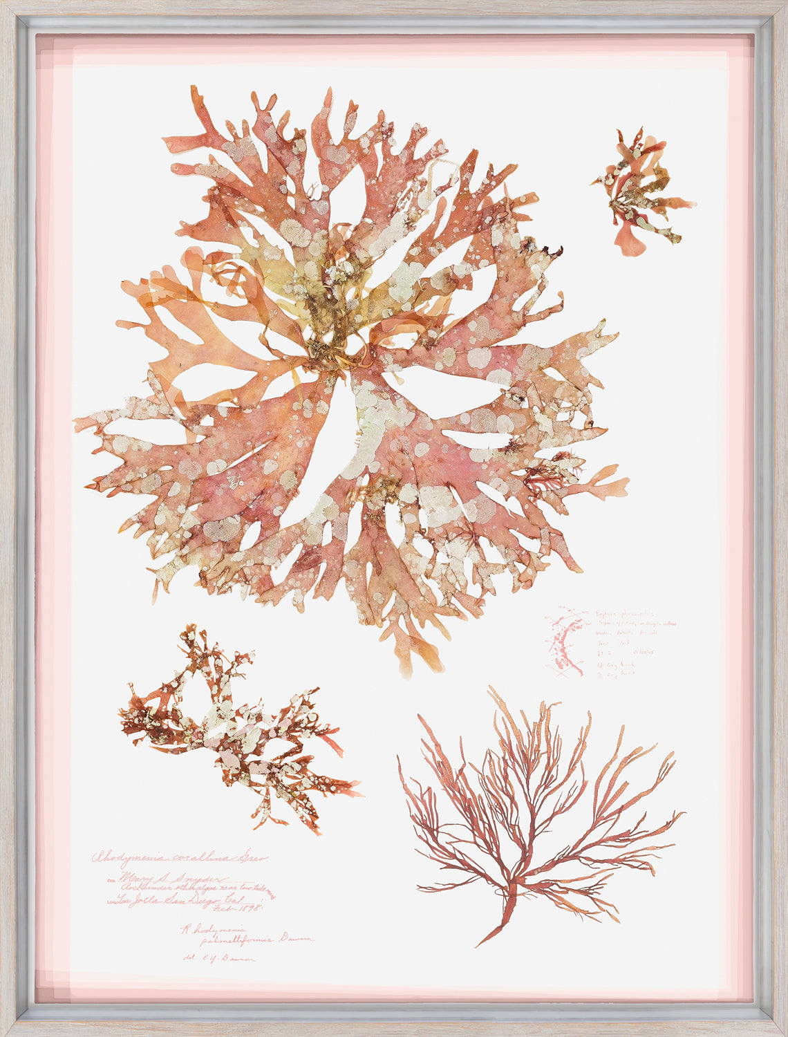 Coral Pressings I — still life fine art print shown from another angle