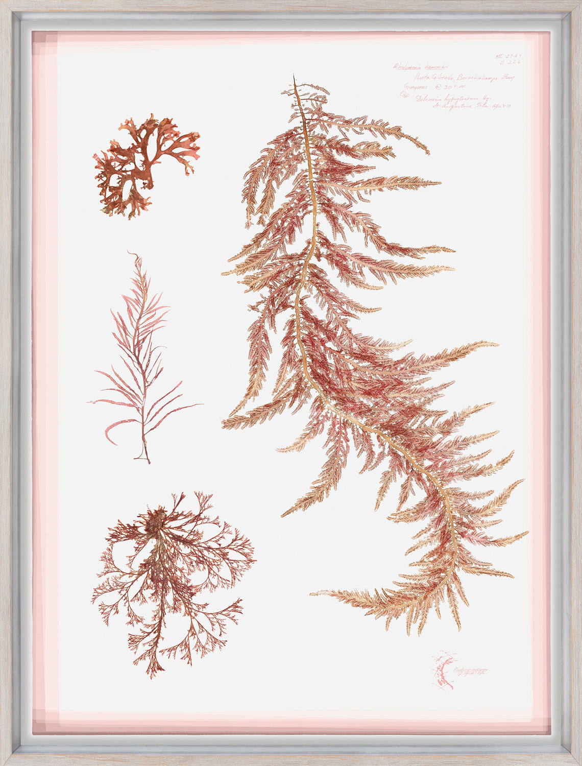 Coral Pressings III — still life fine art print shown from another angle