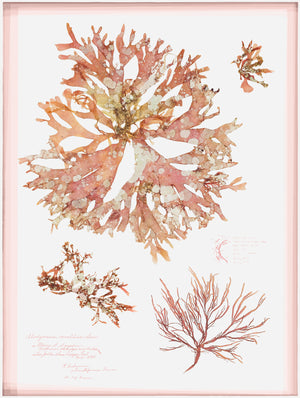 Coral Pressings I — still life fine art print in pastel tones at Laurie Yapp Home