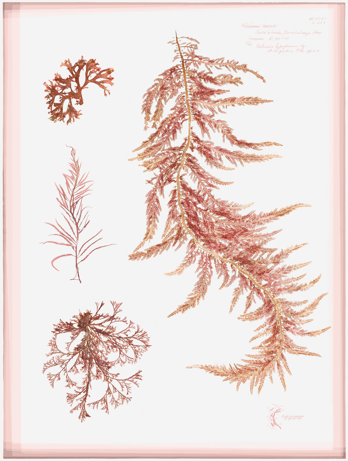 Coral Pressings III — still life fine art print in pastel tones at Laurie Yapp Home