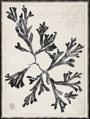 48 × 63 cm – Argent doré