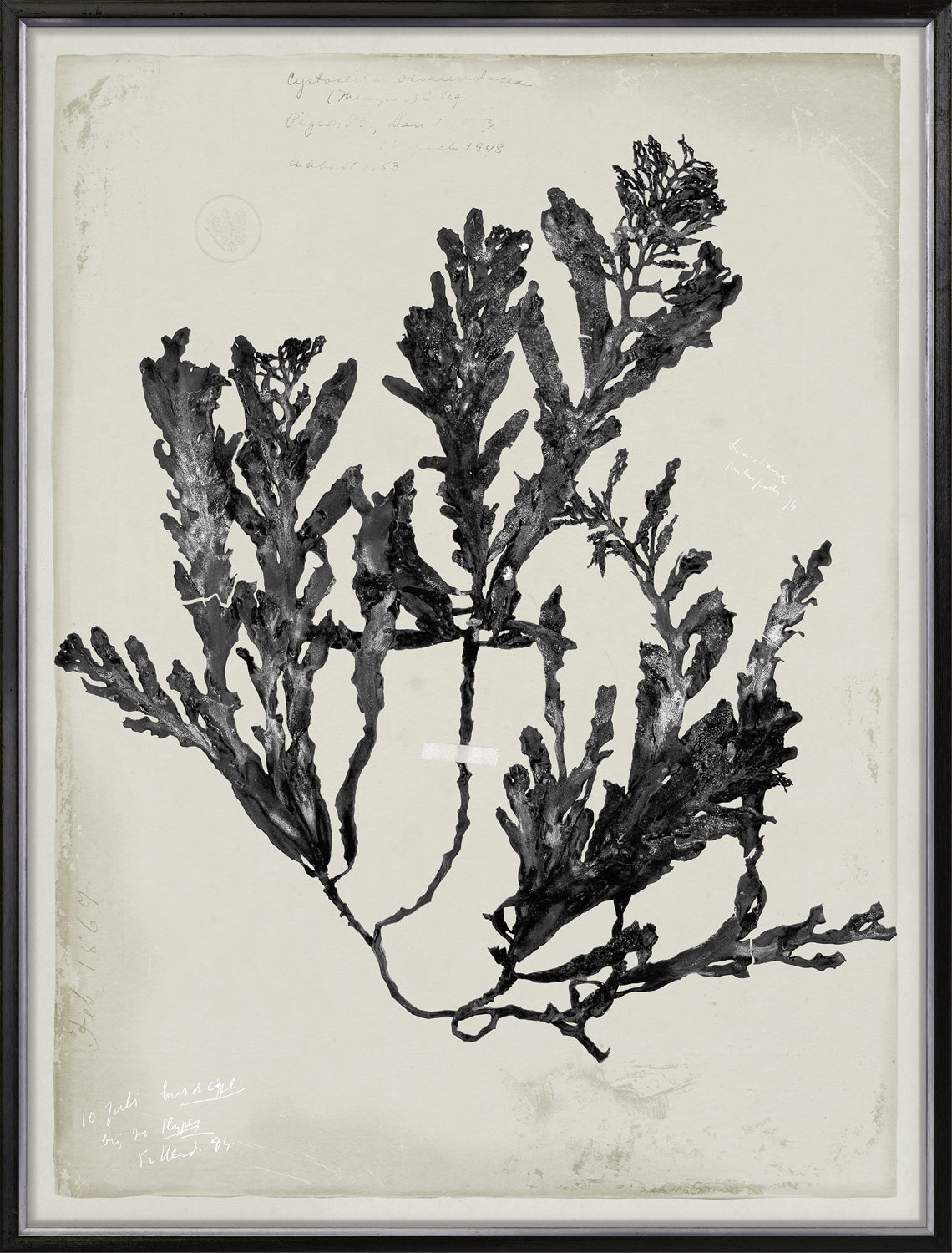 De Mari Series III framed art print, Gild Silver, 31 × 41 in