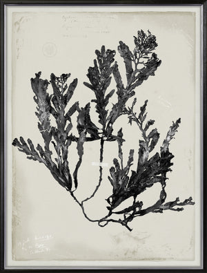 De Mari Series III framed art print, Gild Silver, 31 × 41 in