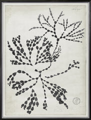 31 × 41 po – Argent doré