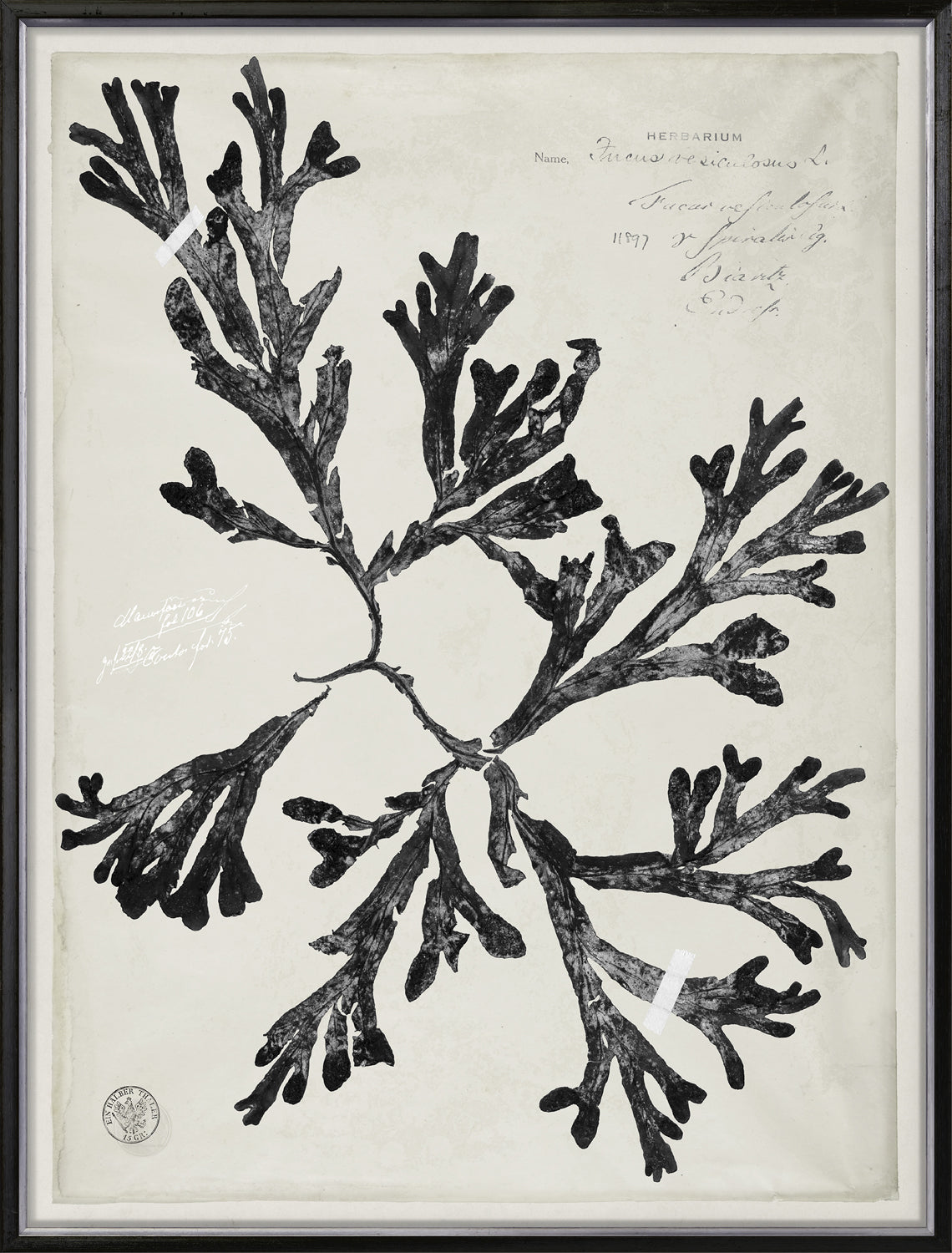 De Mari Series VIII framed art print, Gild Silver, 31 × 41 in