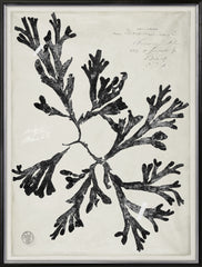 31 × 41 po – Argent doré