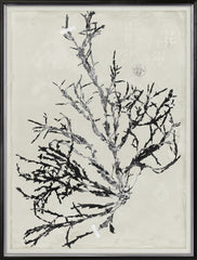 31 × 41 po – Argent doré