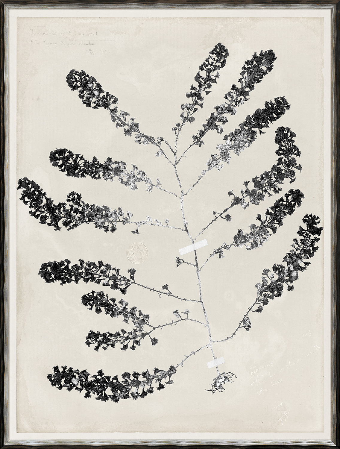 De Mari Series I wall art featuring a black botanical print on a light background