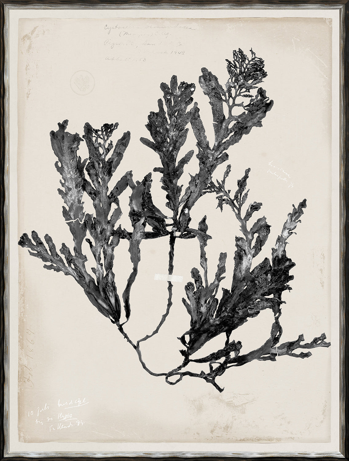De Mari Series III wall art featuring a black and white botanical illustration on textured paper.