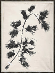 19 × 25 po
