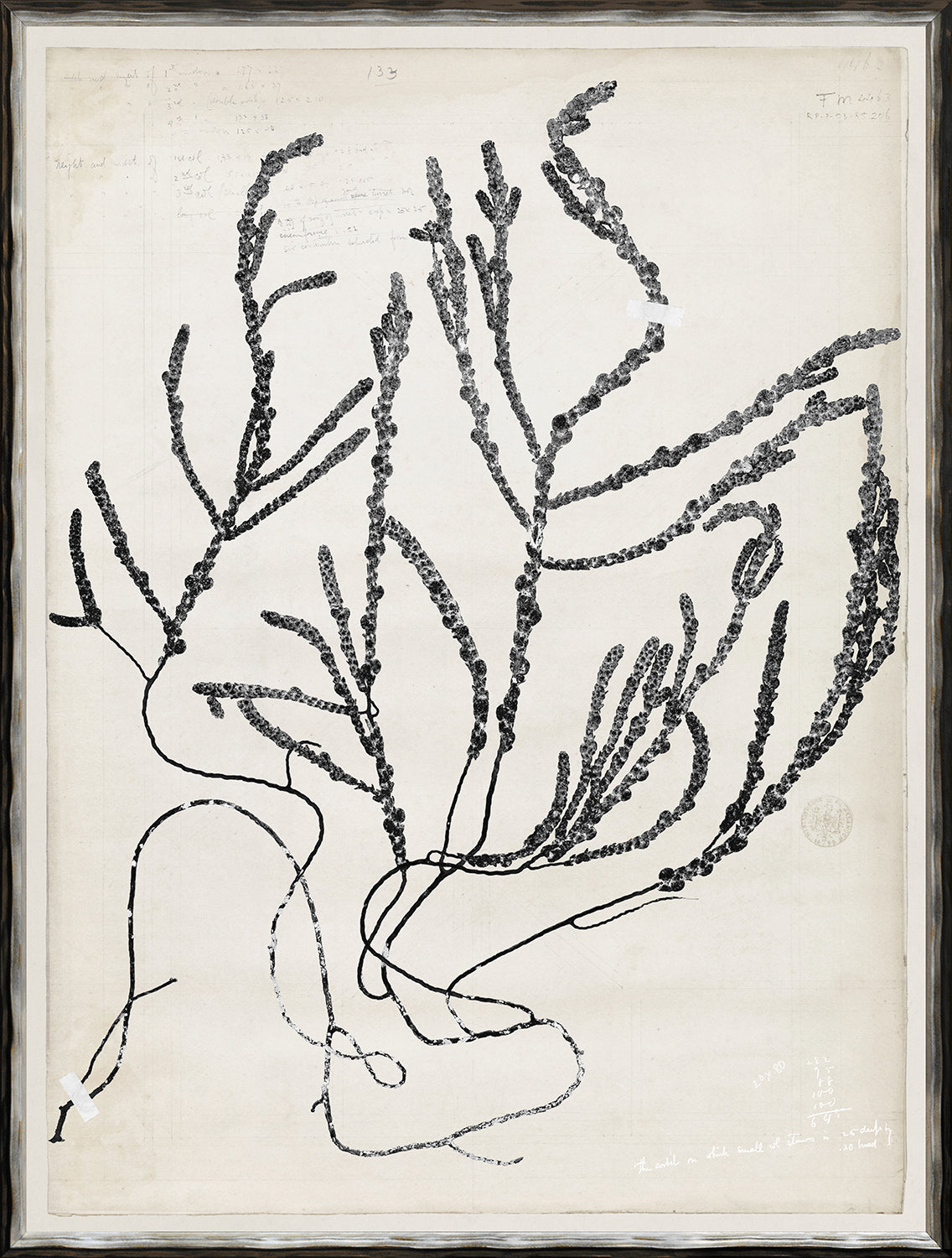 De Mari Series V wall art featuring black botanical illustrations on a textured white background