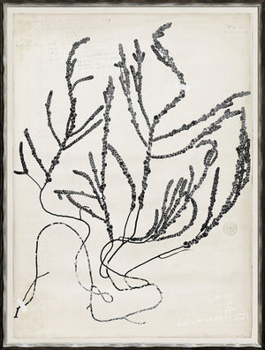 De Mari Series V wall art featuring black botanical illustrations on a textured white background