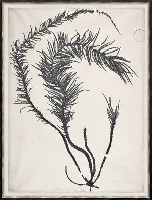 De Mari Series VI wall art featuring black botanical illustration on cream background