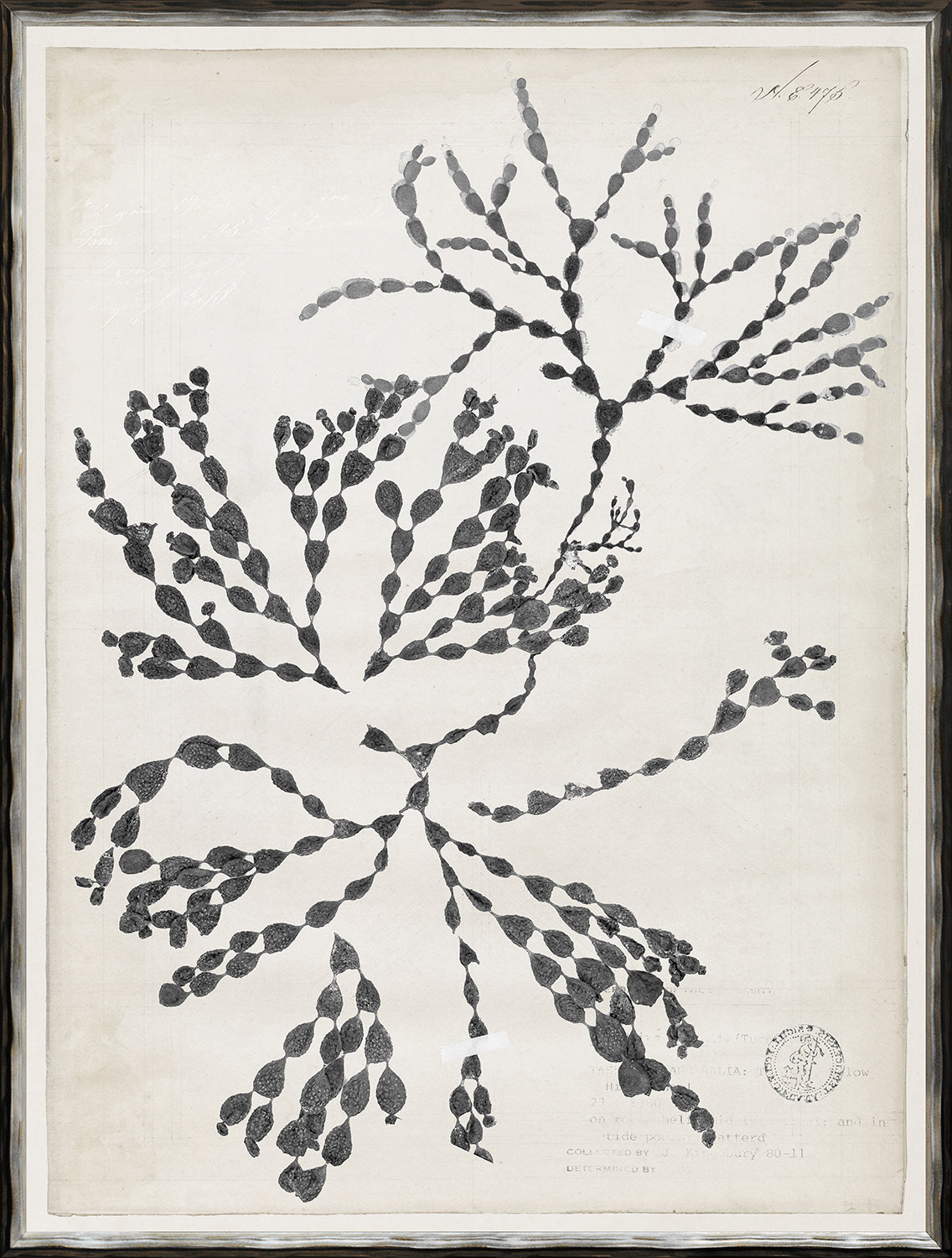 De Mari Series VII wall art featuring black botanical illustrations on a light background.