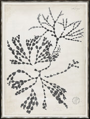 19 × 25 po