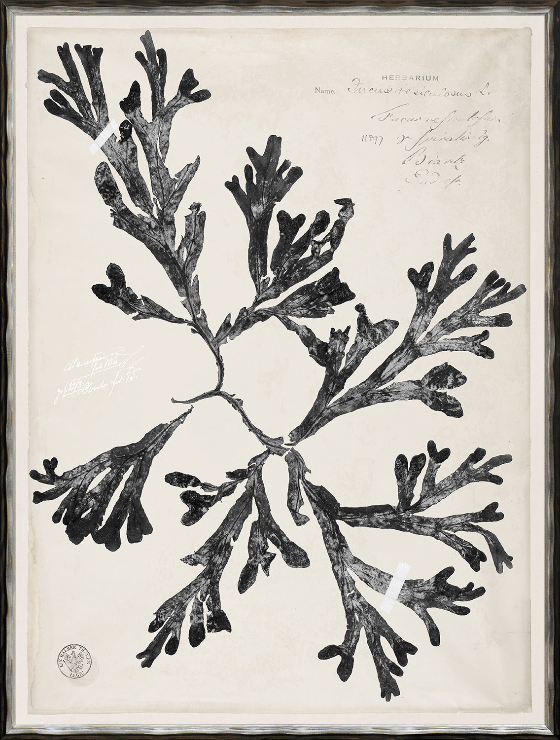 De Mari Series VIII wall art featuring a black botanical illustration on beige background.