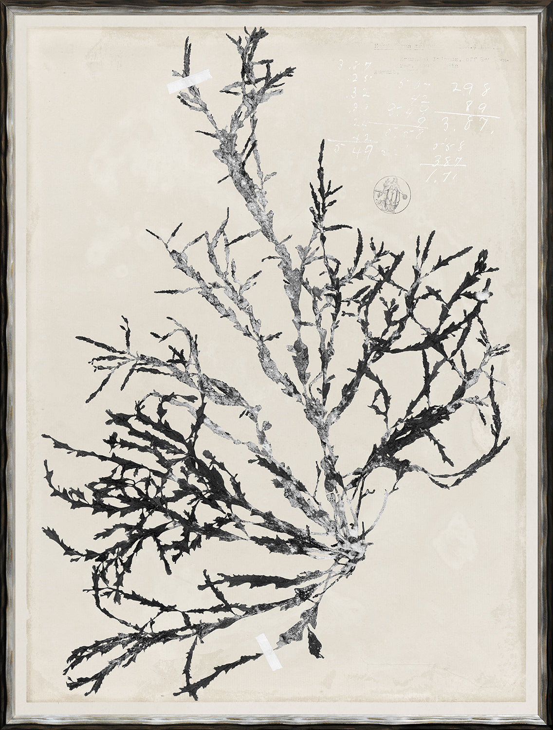 De Mari Series IX wall art featuring a black and white botanical illustration on a textured background.