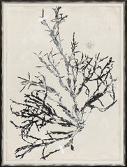 19 × 25 po