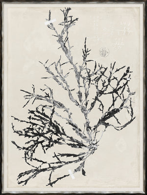 De Mari Series IX wall art featuring a black and white botanical illustration on a textured background.