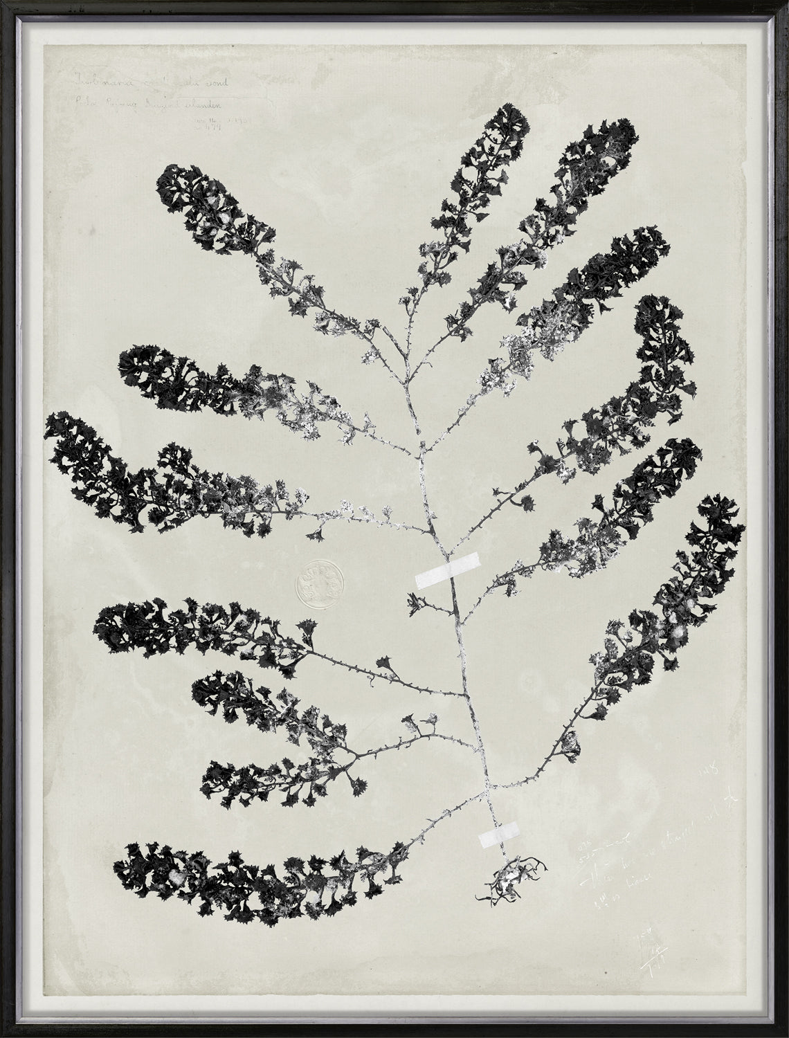 De Mari Series I 2 framed art print