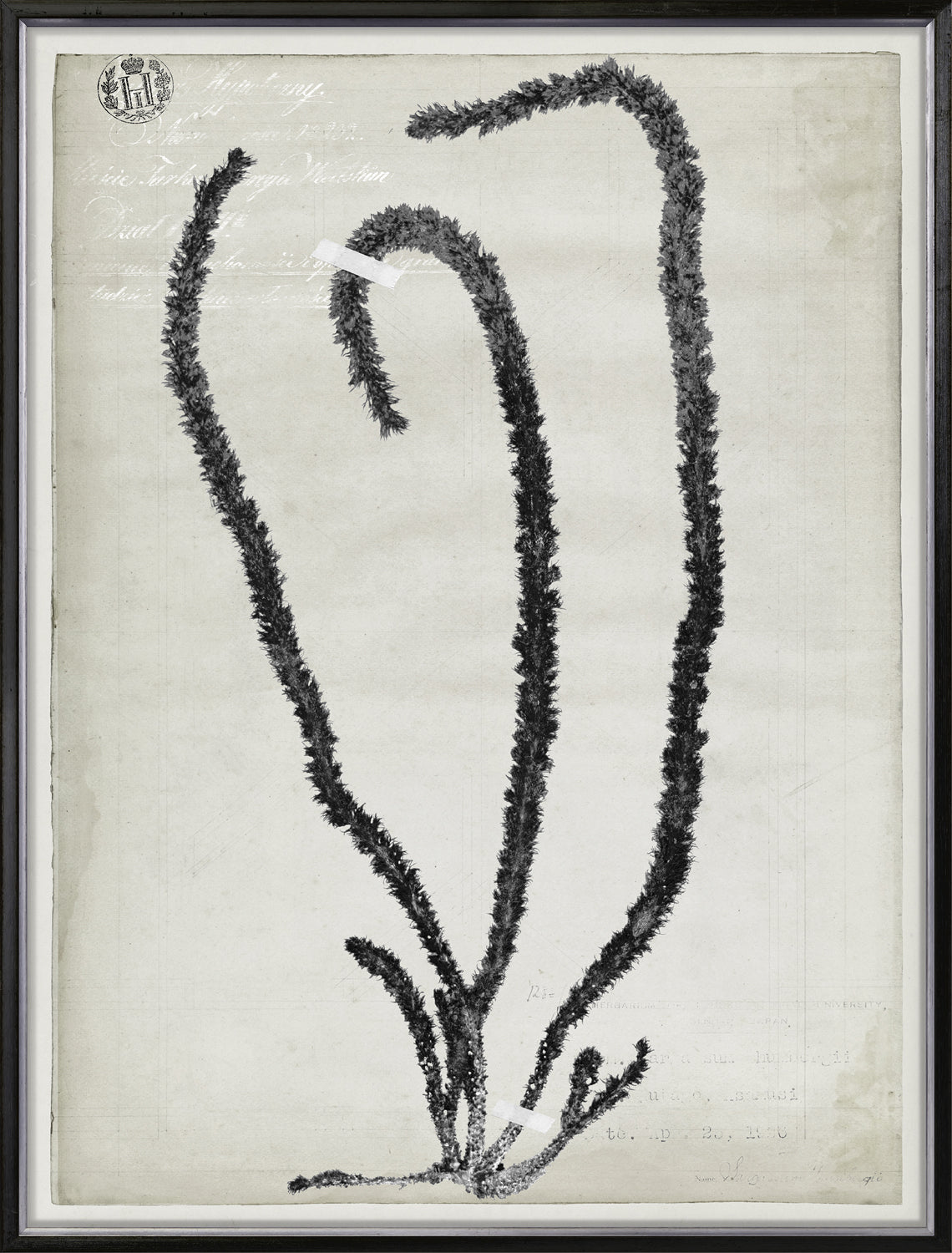 De Mari Series Ii 2 framed art print