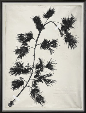 De Mari Series Iv 2 framed art print