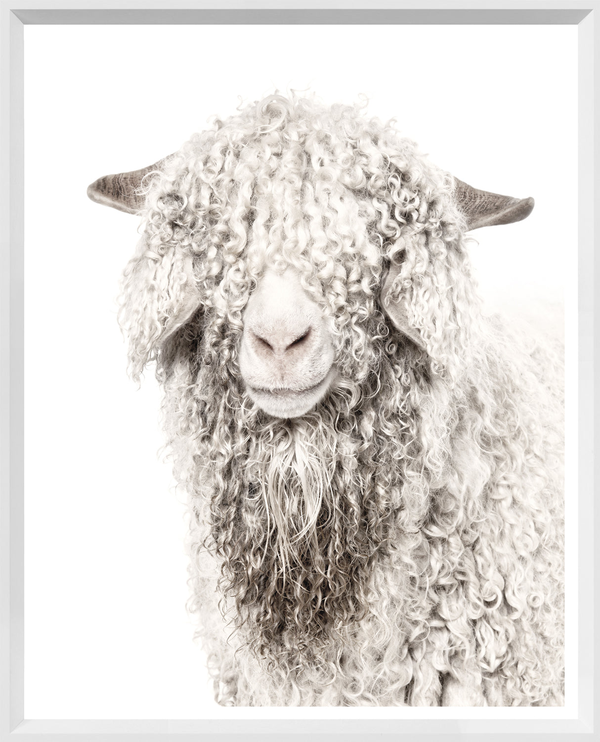 Angora Goat — nature and landscape fine art print shown from another angle