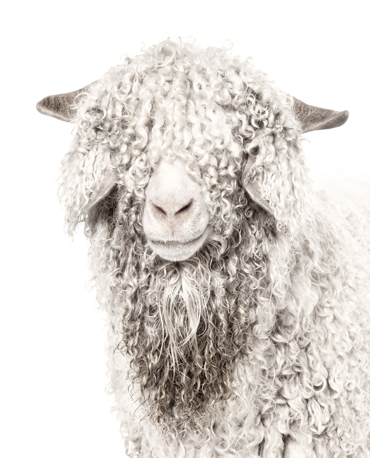 Angora Goat — nature and landscape fine art print shown from another angle