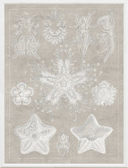 40,64 × 53,34 cm – Gris