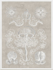 41 × 53 cm – Gris