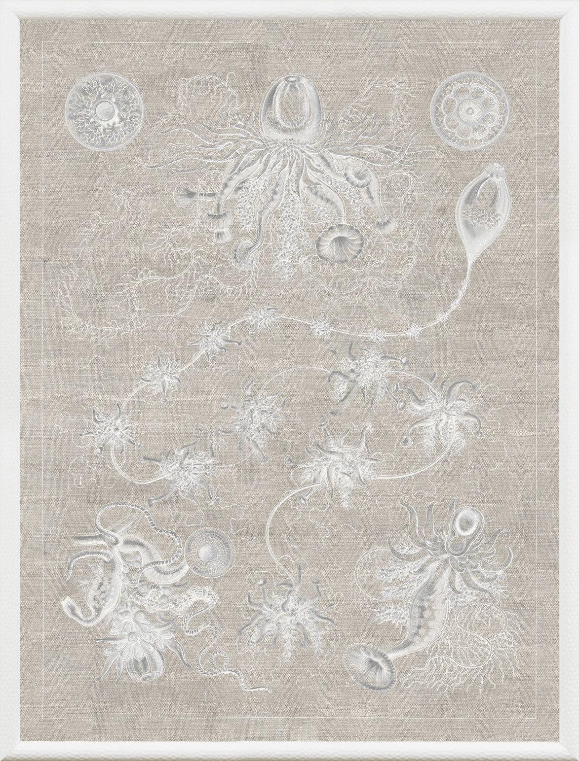 Marine Phyla V — still life fine art print in neutral tones at Laurie Yapp Home