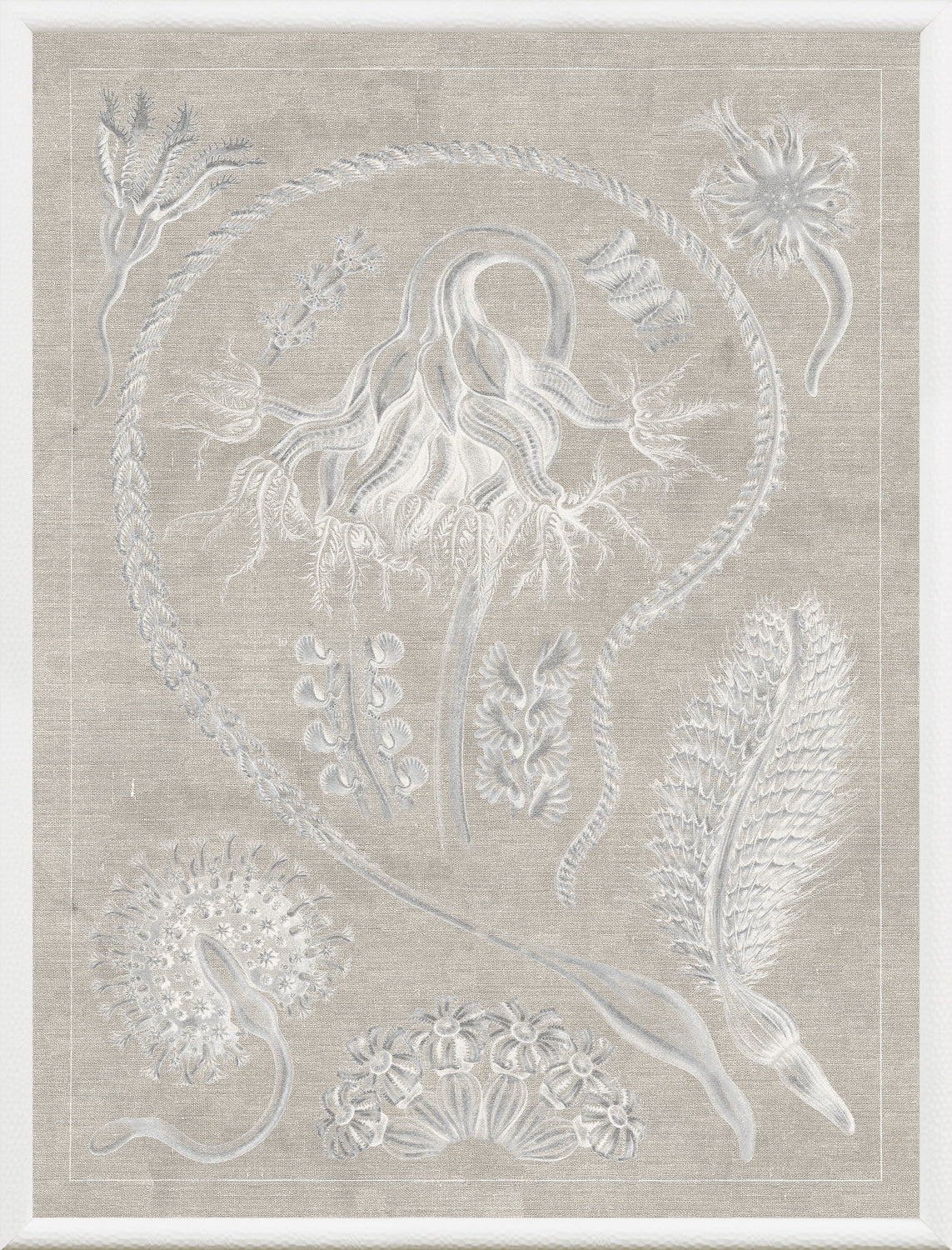 Marine Phyla VI wall art featuring intricate white marine life illustrations on a beige background.