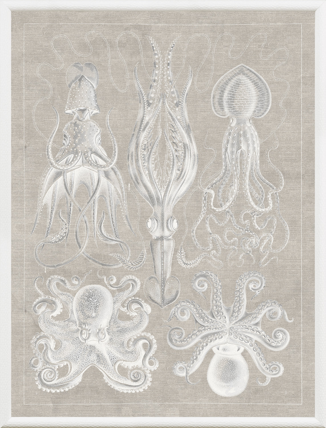 Marine Phyla VII wall art featuring detailed illustrations of various octopuses and squids in white on beige background.