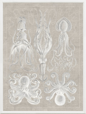 Marine Phyla VII wall art featuring detailed illustrations of various octopuses and squids in white on beige background.