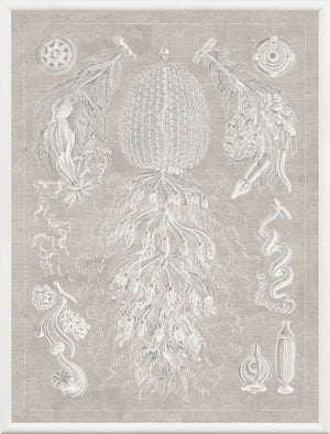 Marine Phyla VIII wall art featuring intricate marine illustrations in white on a beige background.