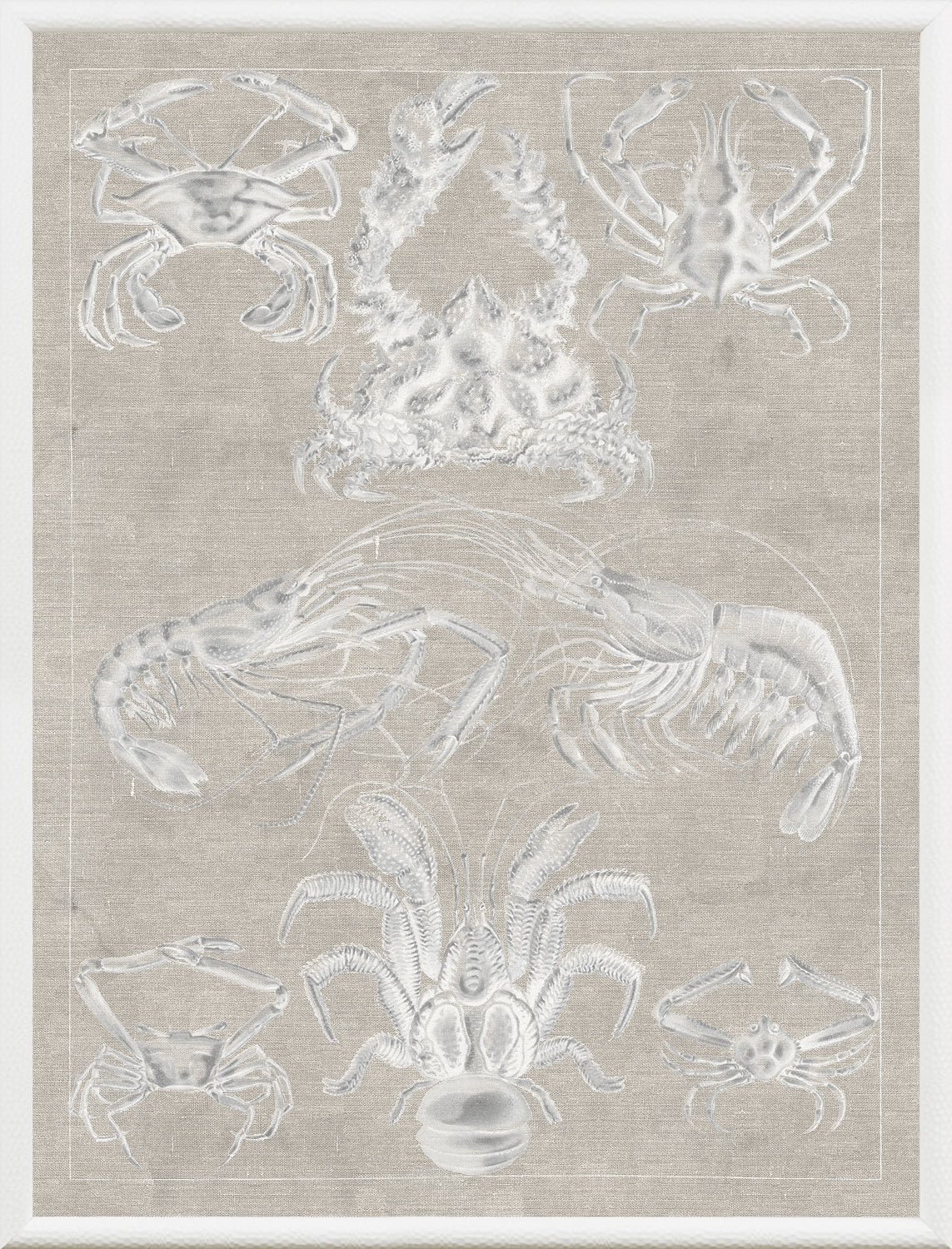 Marine Phyla IX wall art featuring various crab illustrations on a beige background