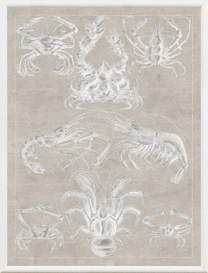 Marine Phyla IX wall art featuring various crab illustrations on a beige background