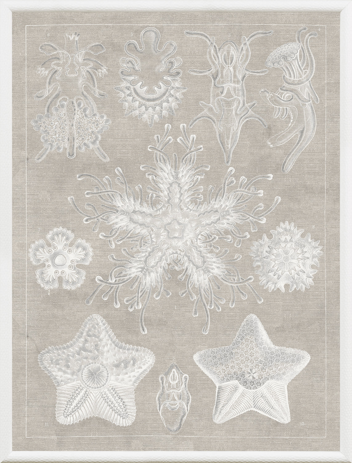 Marine Phyla I — still life fine art print in neutral tones at Laurie Yapp Home