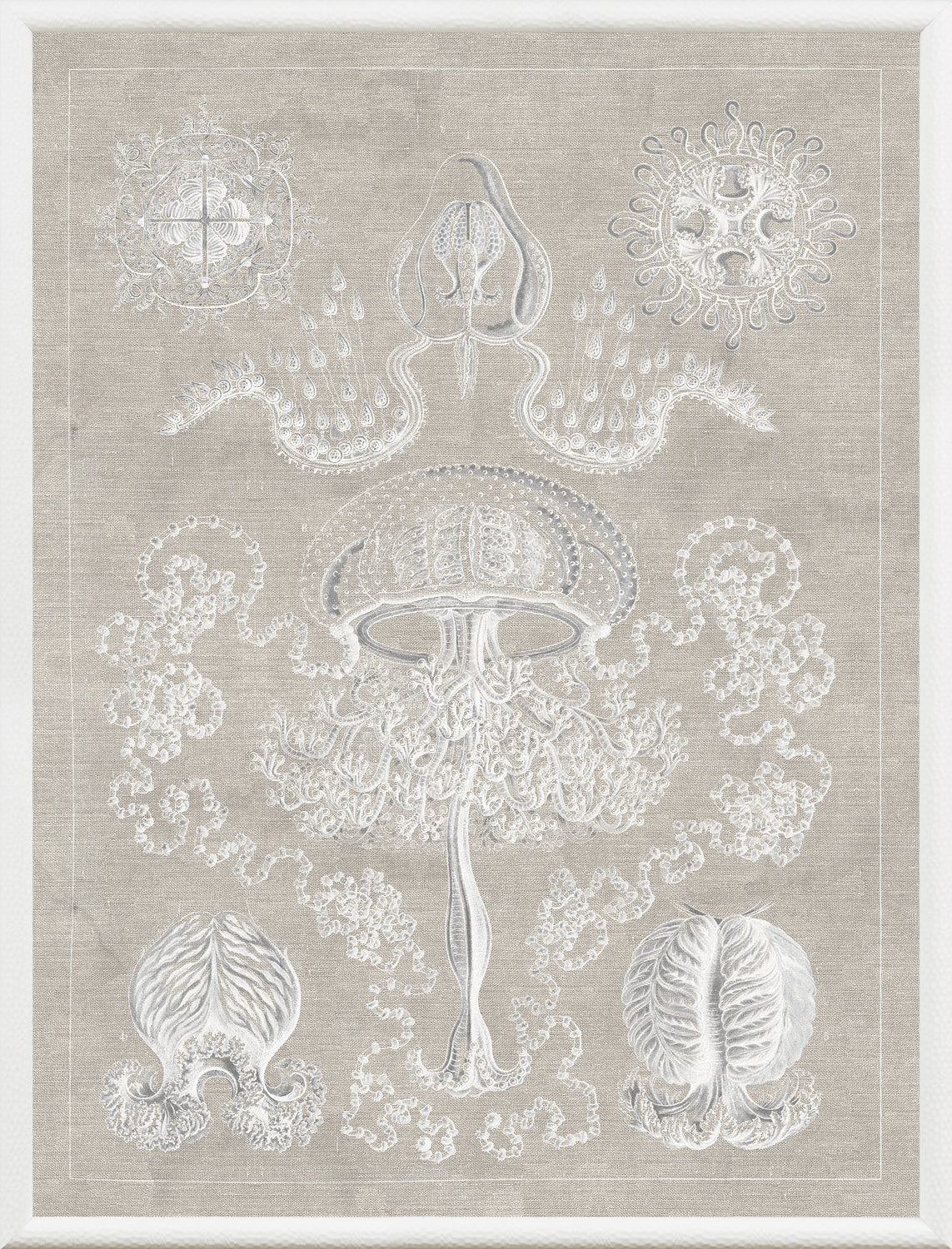 Marine Phyla II — still life fine art print in neutral tones at Laurie Yapp Home