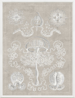Marine Phyla II — still life fine art print in neutral tones at Laurie Yapp Home