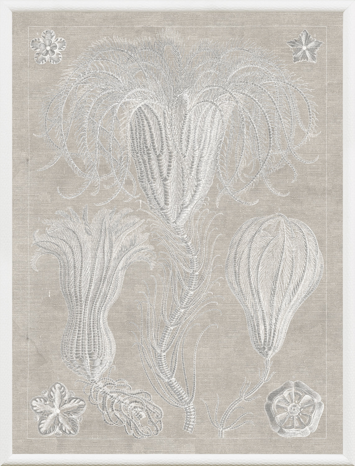 Marine Phyla III — still life fine art print in neutral tones at Laurie Yapp Home