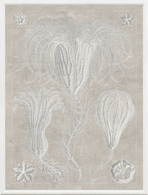 Marine Phyla III — still life fine art print in neutral tones at Laurie Yapp Home