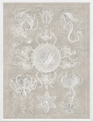 Marine Phyla IV — still life fine art print in neutral tones at Laurie Yapp Home
