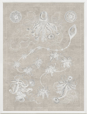 Marine Phyla V — still life fine art print shown from another angle