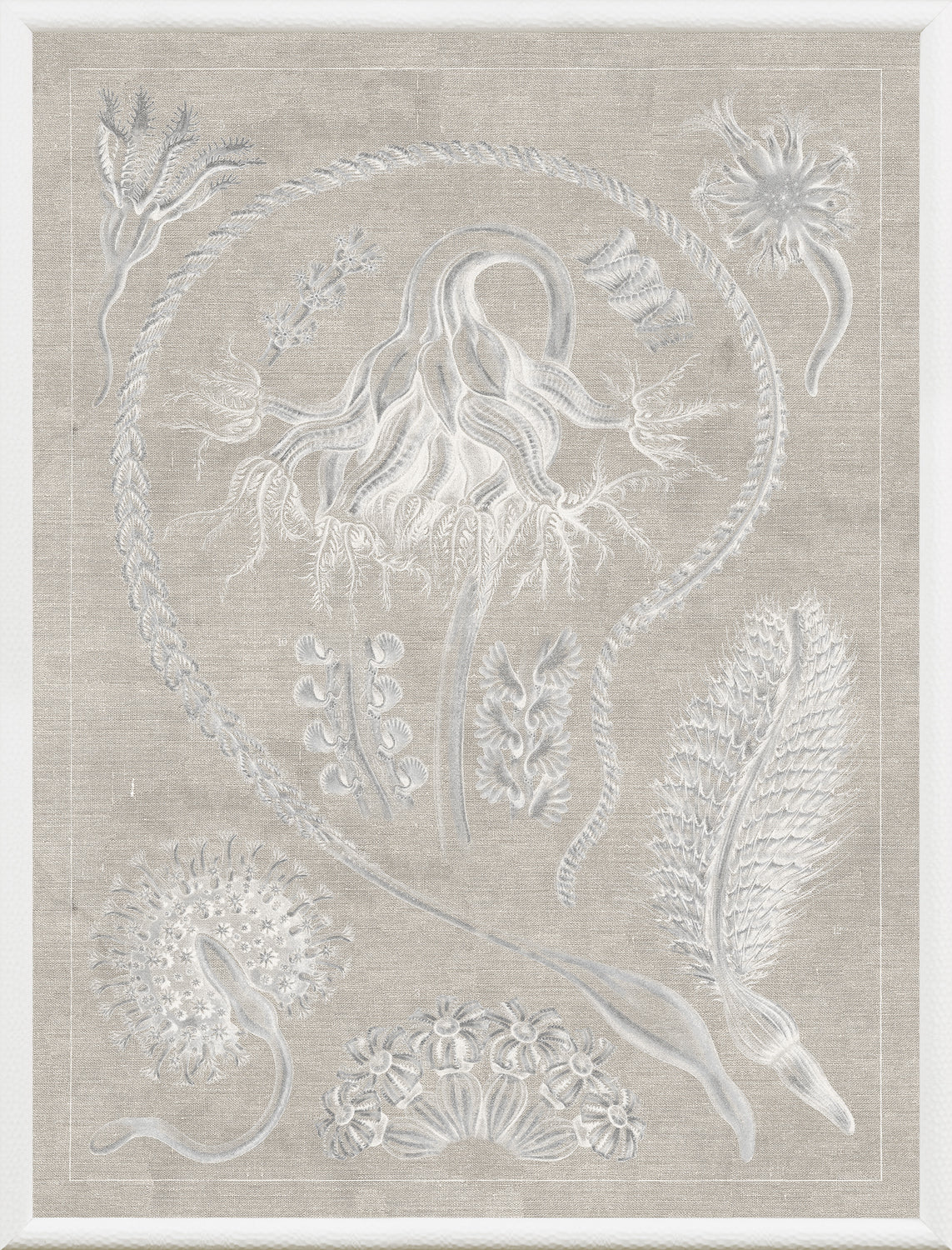 Marine Phyla VI — still life fine art print in neutral tones at Laurie Yapp Home