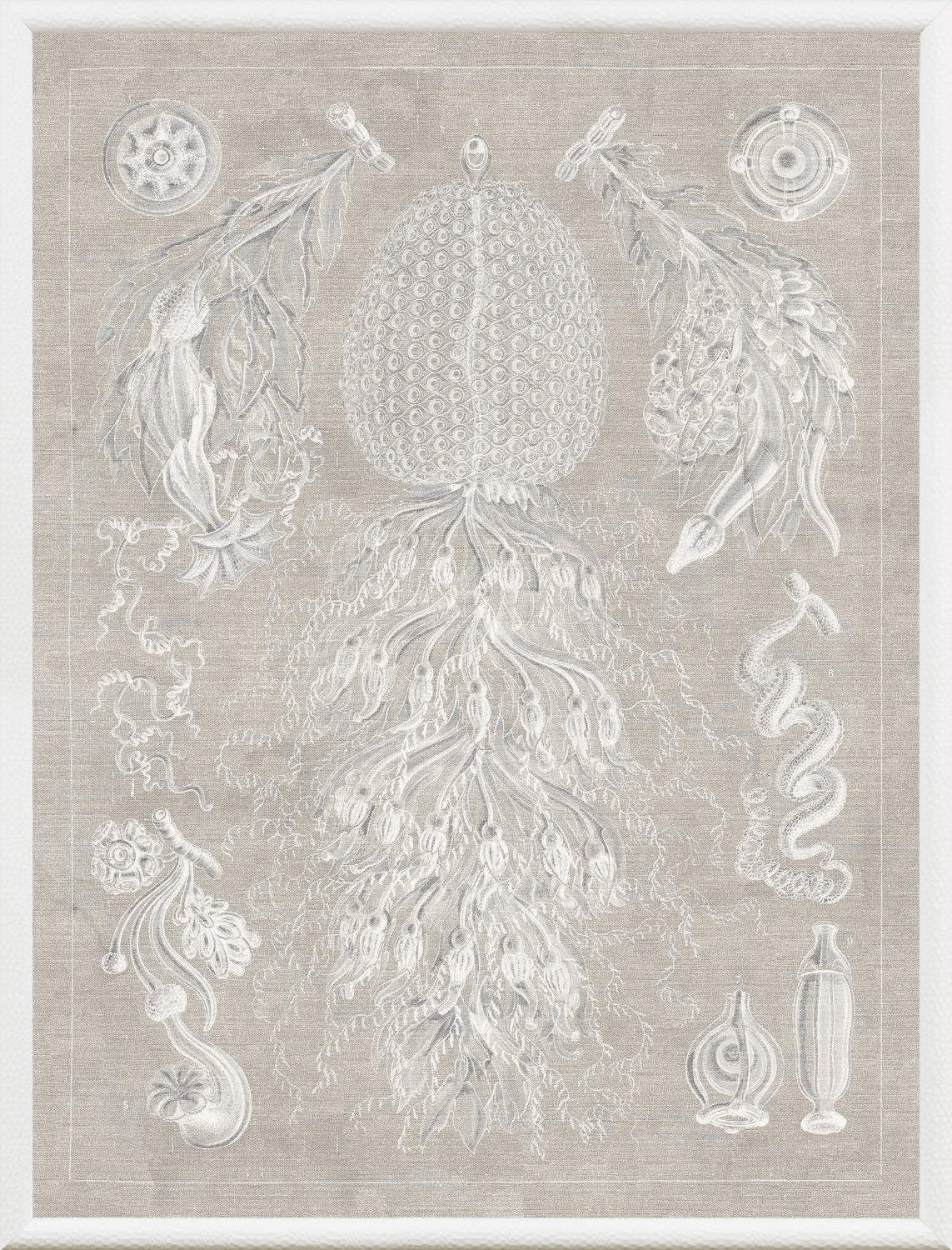 Marine Phyla VIII — still life fine art print in neutral tones at Laurie Yapp Home